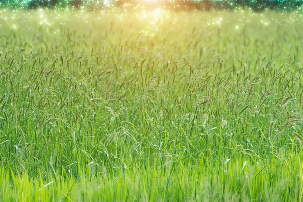 Flor de hierba con destellos de luz solar . — Foto de Stock