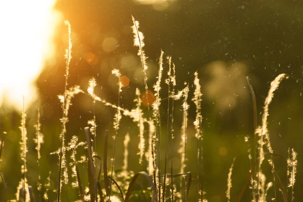 Sementes de Typha angustifolia na árvore . — Fotografia de Stock