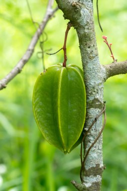 yeşil yıldız meyve ağacı üzerinde.