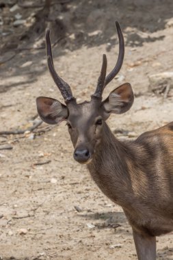 Muntiacus muntjak veya fea geyik kabuk'ın.