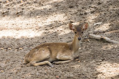 Muntiacus muntjak veya fea geyik kabuk'ın.