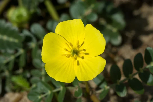 トリブラス ハマビシ植物の黄色い花. — ストック写真