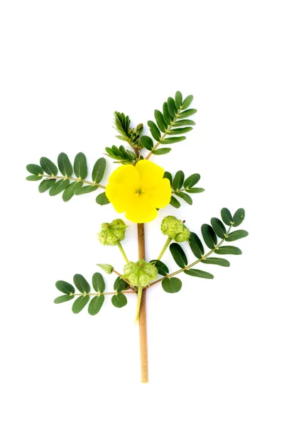Tribulus terrestris növény, a virág és a levél. — Stock Fotó