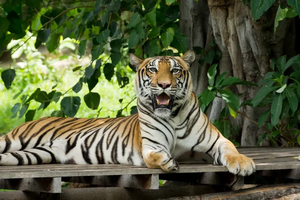 Retrato de um Tigre de Bengala. — Fotografia de Stock