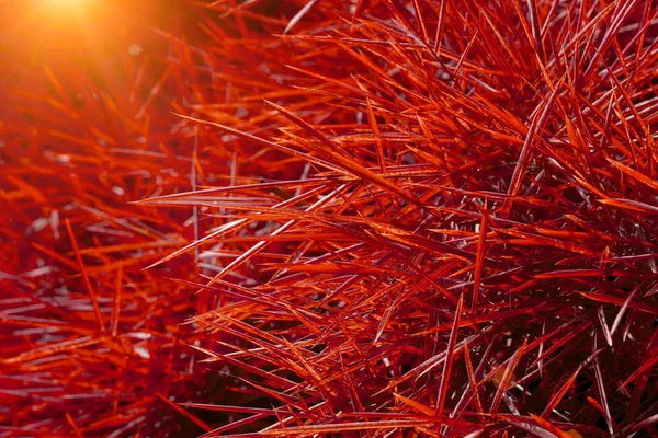 Red bamboo leaves. — Stock Photo, Image