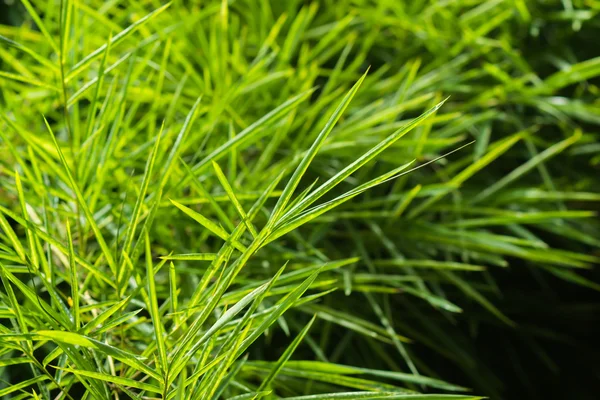 Foglie di bambù verde . — Foto Stock