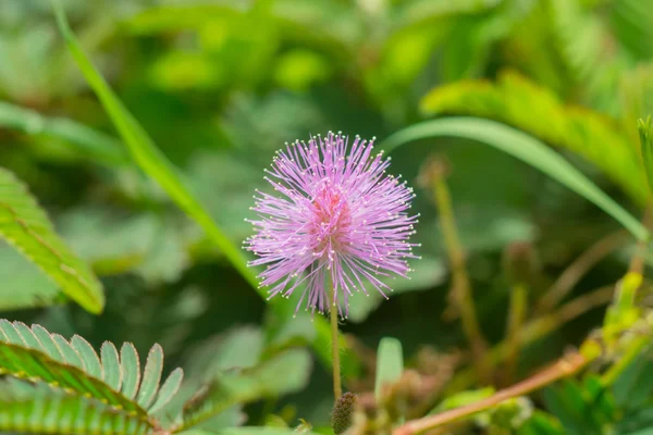 Gros plan de fleur de plante sensible . — Photo