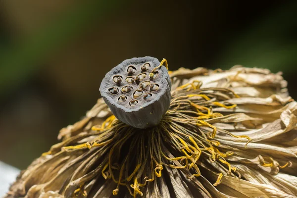 Fiore di loto essiccato . — Foto Stock