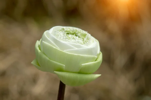 Tay tarzında dekoratif beyaz lotus çiçeği. — Stok fotoğraf