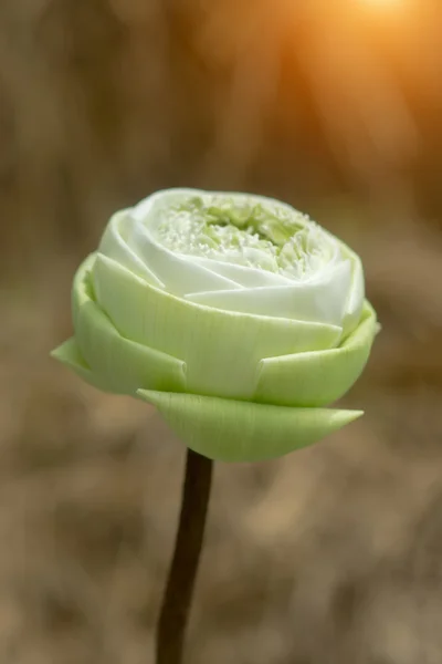 Dekorativ vit lotusblomma i thailändsk stil. — Stockfoto