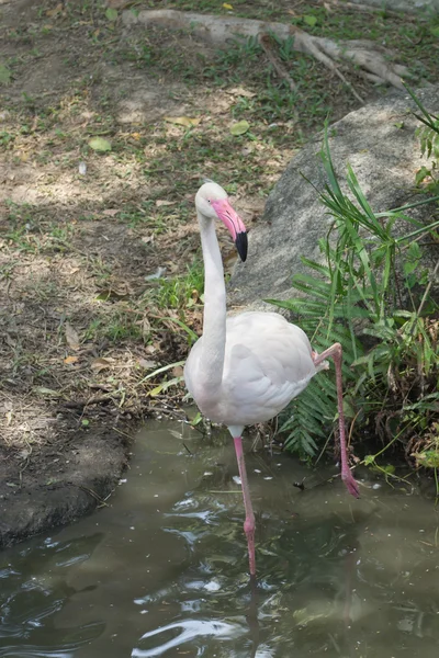 White Caribbean flamingo standing. — Stock Photo, Image