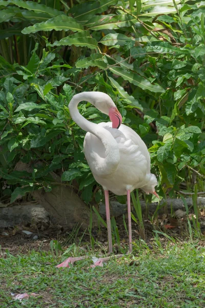 Flamingo alb din Caraibe își curăță blana pe iarbă . — Fotografie, imagine de stoc