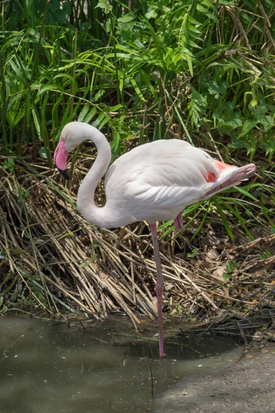 White Caribbean flamingo standing. — Stock Photo, Image