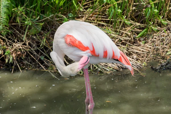 Flamingo caribenho branco está limpando sua pele — Fotografia de Stock