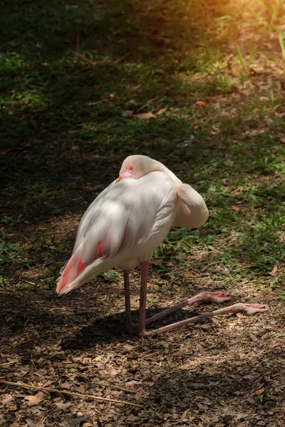 White Caribbean flamingo are sleeping on the ground. — Stock Photo, Image