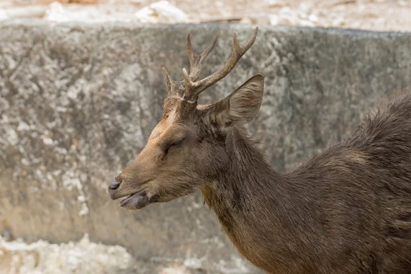 Muntiacus muntjak of fea het ontschorsen herten. — Stockfoto