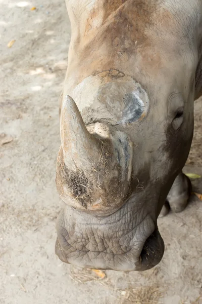 Белый носорог или носорог с квадратными губами . — стоковое фото