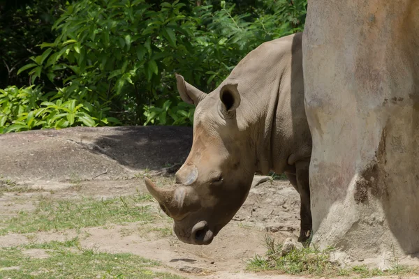 Witte neushoorn of plein-lipped neushoorn. — Stockfoto