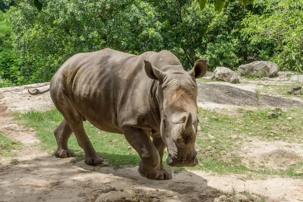 White rhinoceros or square-lipped rhinoceros. — Stock Photo, Image