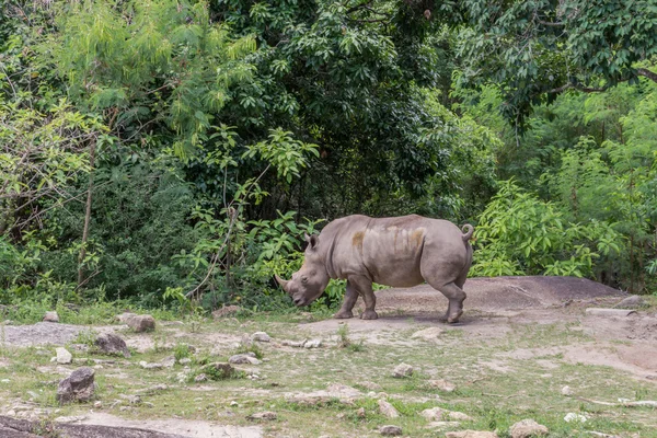 Witte neushoorn of plein-lipped neushoorn. — Stockfoto