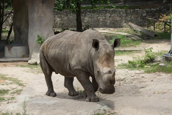 White rhinoceros or square-lipped rhinoceros. — Stock Photo, Image