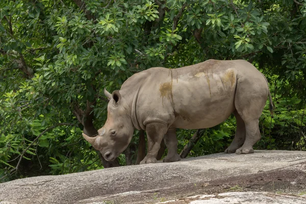 Witte neushoorn of plein-lipped neushoorn. — Stockfoto