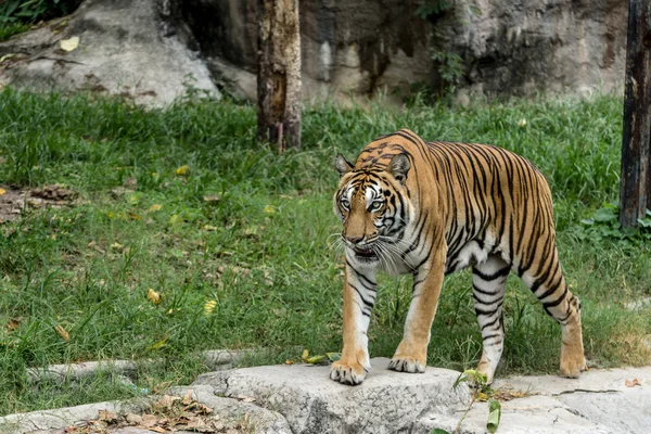 Retrato de un tigre de Bengala. — Foto de Stock