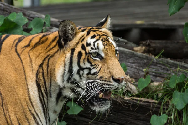 Portret bengalskiego tygrysa. — Zdjęcie stockowe