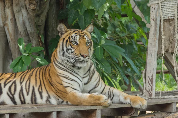 Egy bengáli tigris portréja. — Stock Fotó
