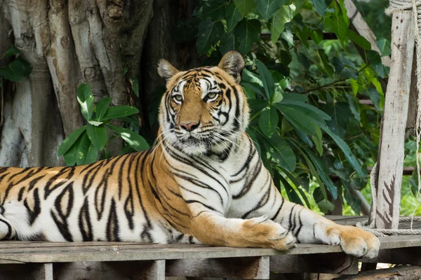 Portret bengalskiego tygrysa. — Zdjęcie stockowe