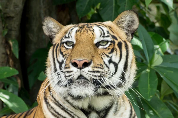 Retrato de um Tigre de Bengala. — Fotografia de Stock