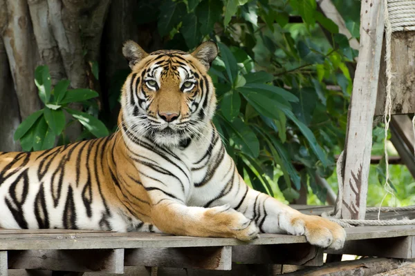 Portrait d'un tigre du Bengale. — Photo