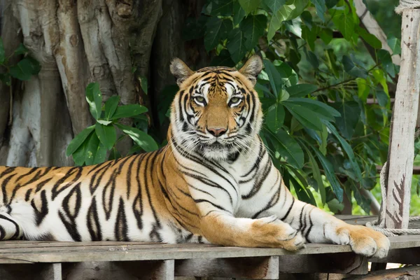 Retrato de um Tigre de Bengala. — Fotografia de Stock