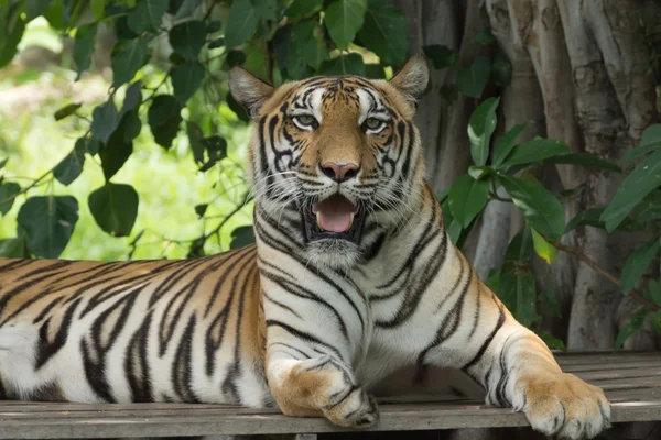 Portrait of a bengal tiger. — Stock Photo, Image