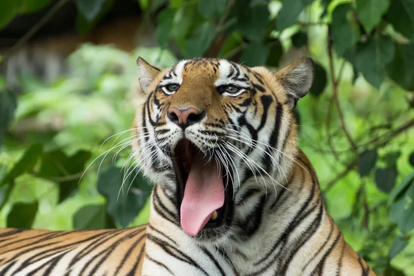 Retrato de um Tigre de Bengala. — Fotografia de Stock