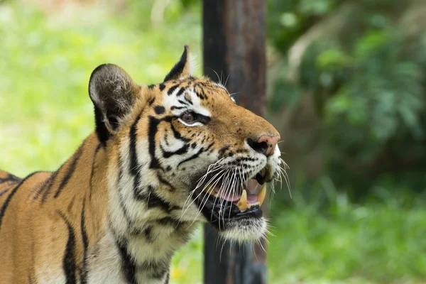 Retrato de um Tigre de Bengala. — Fotografia de Stock