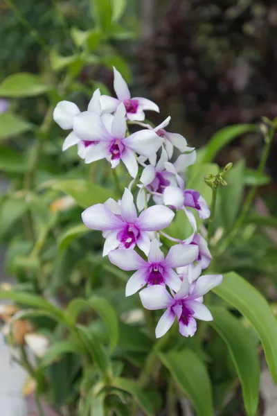 Flor de orquídeas branca e violeta . — Fotografia de Stock