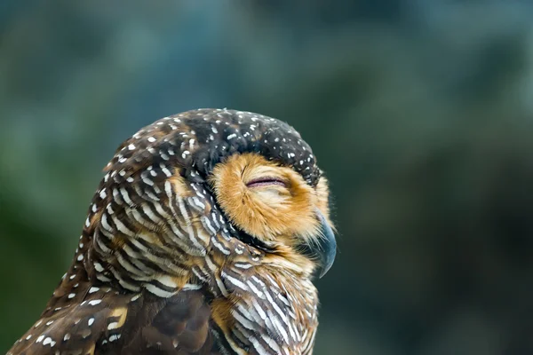 Close up of beautiful spotted wood owl. — Stock Photo, Image