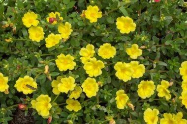 Portulaca bahçede çiçek.
