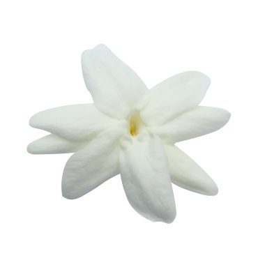 Yakın bir Yasemin yukarı çiçek beyaz arka plan üzerinde.