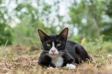Beyaz ayağı varsa ve burnu yere kara kedi.