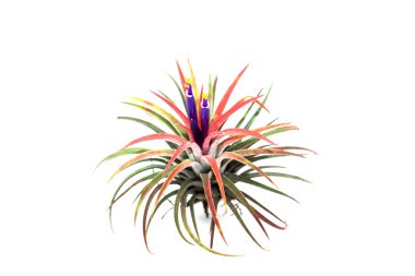 Menekşe çiçek ile tillandsia. 