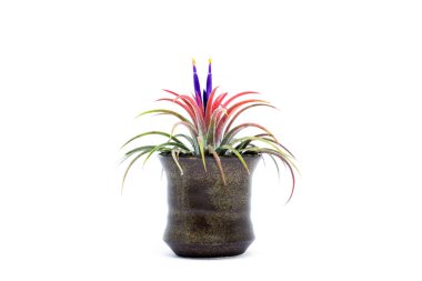 Menekşe çiçek ile tillandsia. 
