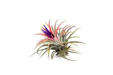 Menekşe çiçek ile tillandsia. 