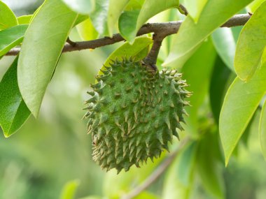 Kaynak meyvesi, Dikenli Krema Elması.