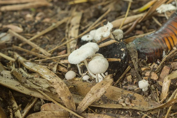 Um grupo de cogumelos venenosos na floresta . — Fotografia de Stock