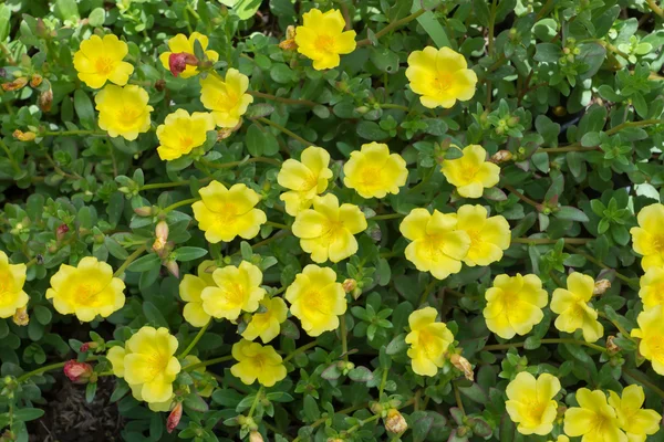 Portulaca fiori in giardino . — Foto Stock