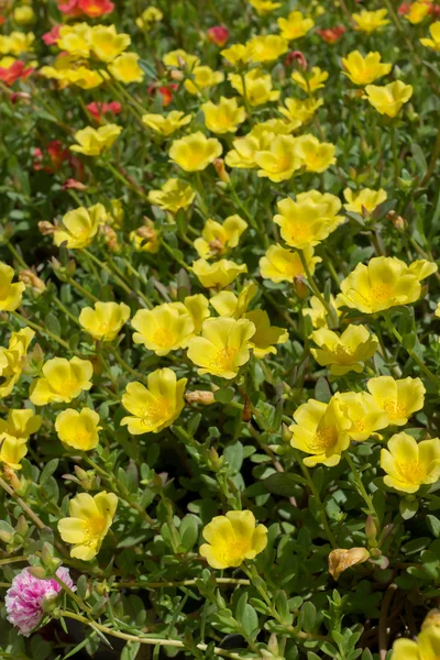 Portulaca-Blüten im Garten. — Stockfoto