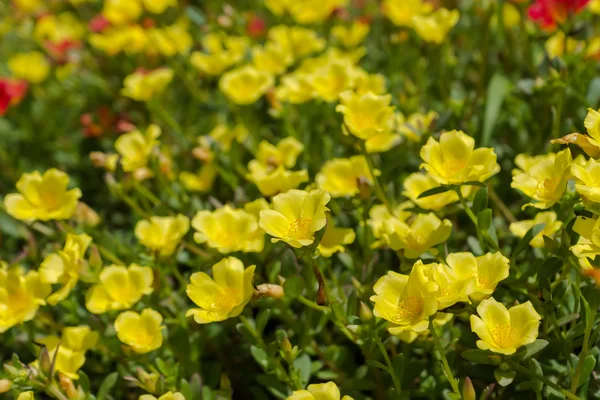 Portulaca flowers in the garden. — Stock Photo, Image