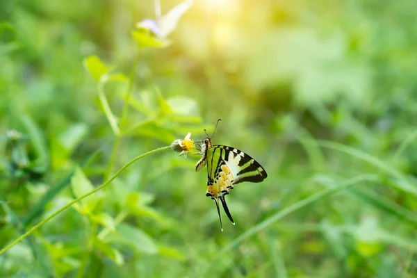Бабочка на цветочной траве . — стоковое фото